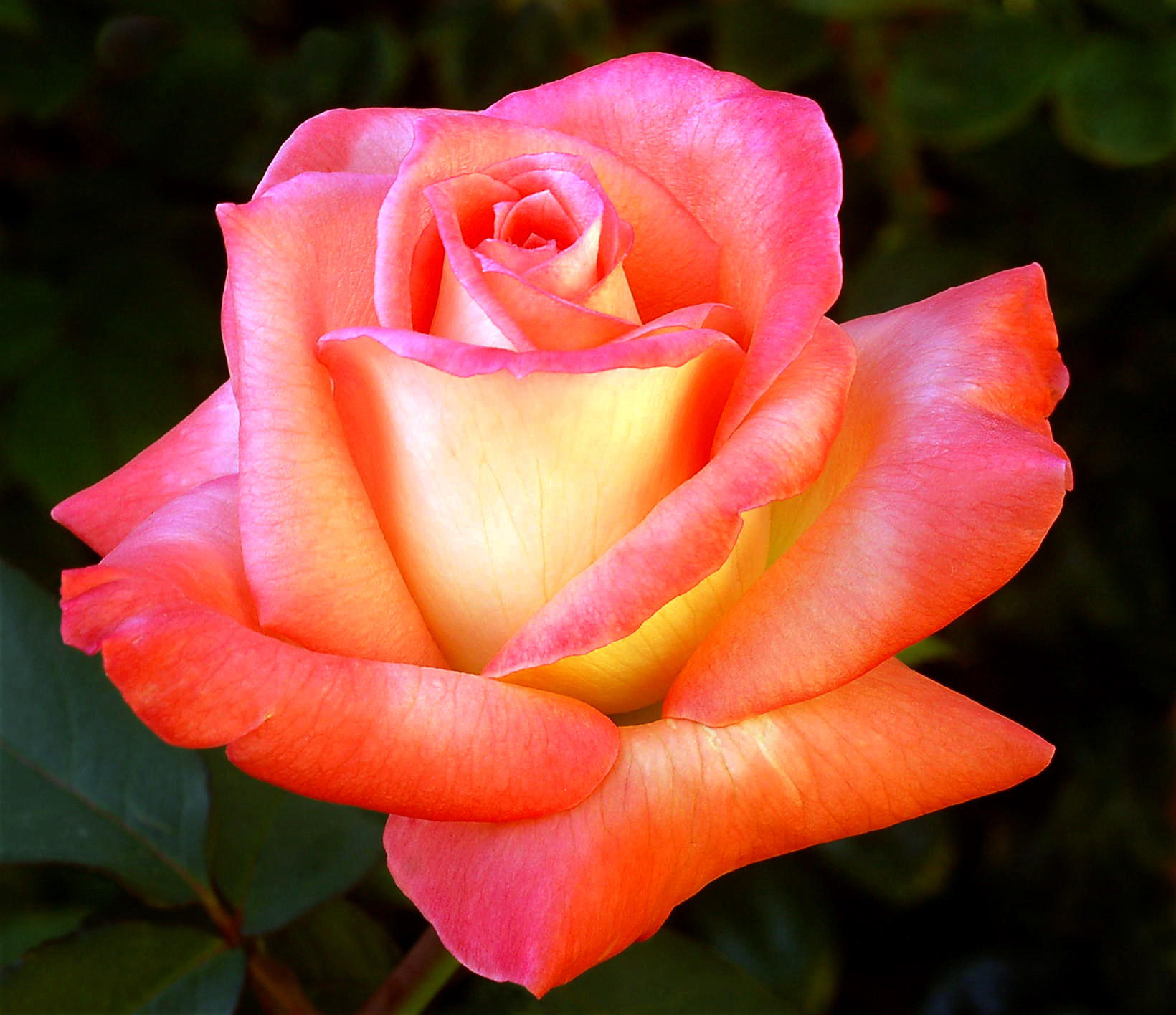 A Rose Is A Rose Roses Photo 20581060 Fanpop