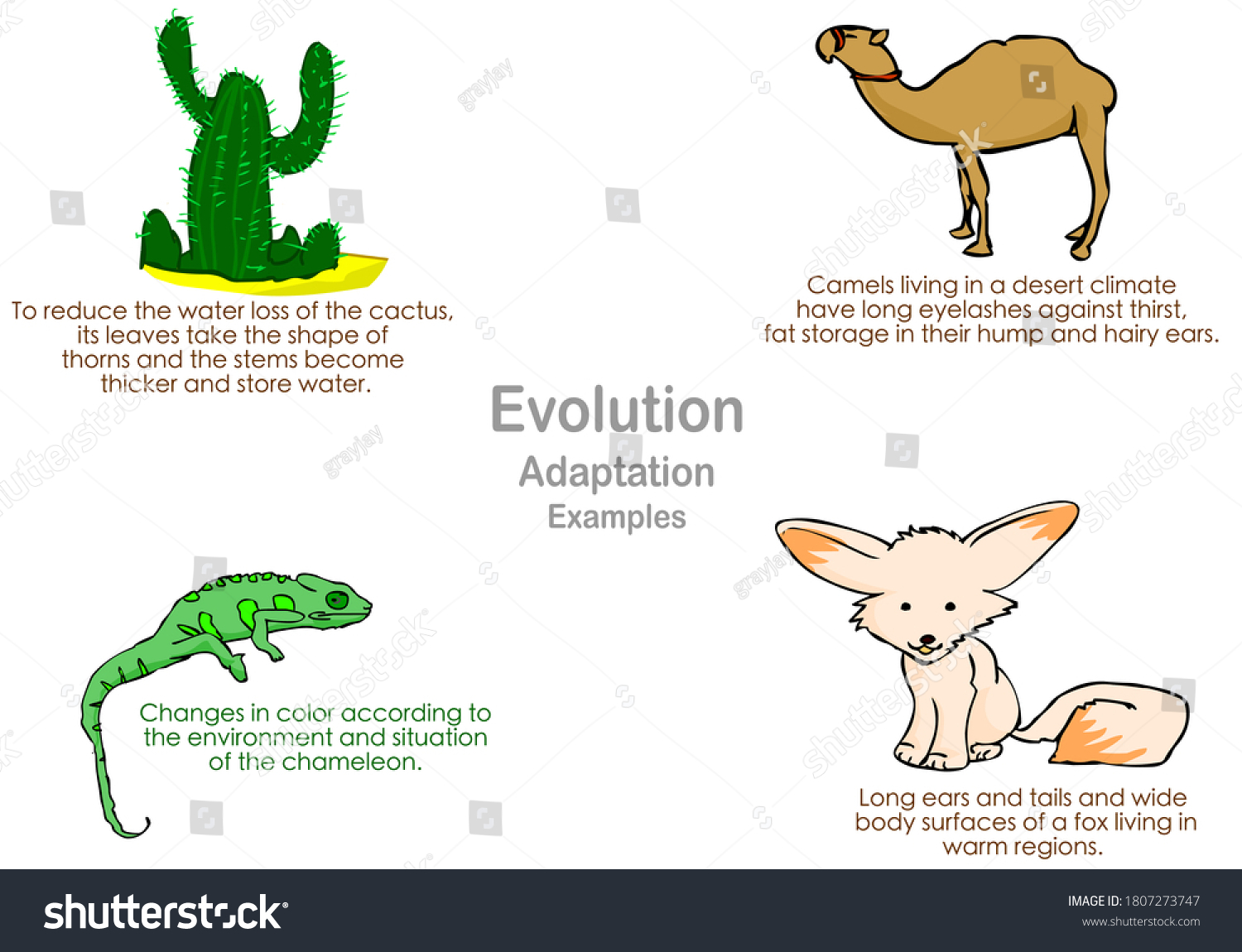Animal Evolution Examples Animal Evolution Examples