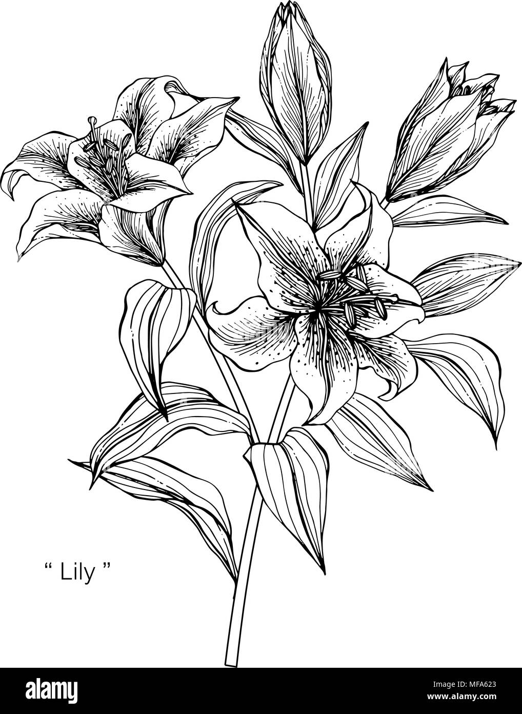 Dessin De Coloriage Fleur Lys Noir Et Blanc Vecteur Png Dessin De Fleurs Dessin Daile Dessin
