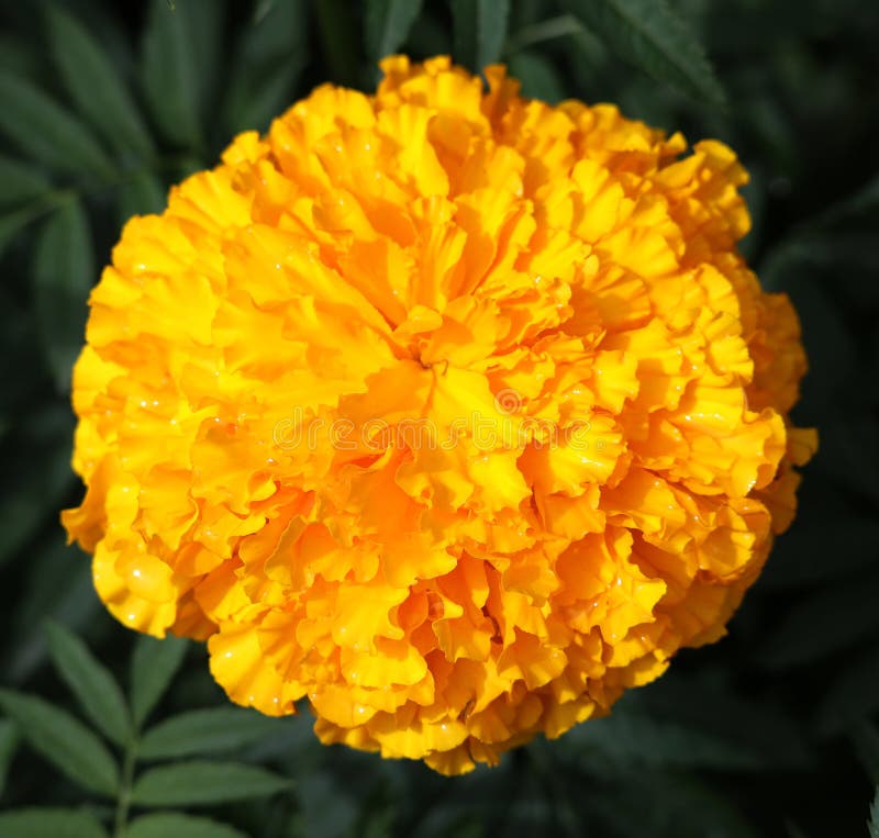 Mexican Marigold Tagetes Erecta Feedipedia